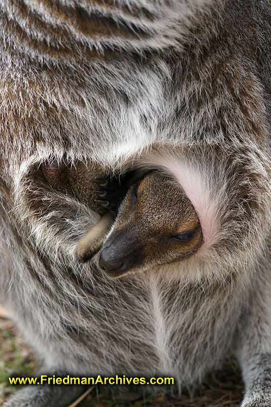 nature,fuzzy,icon,animal,wildlife,tourist,holiday,vacation,iconic,travel,exotic,australia,tourism,jumping,